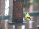 American Goldfinch (Apr 22)