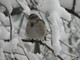 American Tree-sparrow (Apr 19)