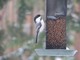 Black-capped Chickadee (Apr 14)