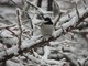Black-capped Chickadee (Apr 18)