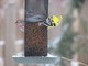 Common Redpoll and American Goldfinch (Apr 14)