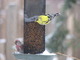 Common Redpoll and an American Goldfinch male, molting into its breeding plumage. [04/14/2013]