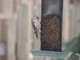 Common Redpoll (Apr 13)
