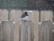 Dark-eyed Junco (Apr 14)