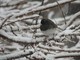 Dark-eyed Junco (Apr 18)