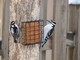 Downy and Hairy Woodpecker (Apr 19)