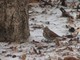 Fox Sparrow (Apr 9)