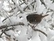 Fox Sparrow (Apr 19)