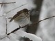 Hermit Thrush (Apr 19)