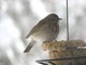 Hermit Thrush (Apr 19)