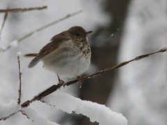 Hermit Thrush