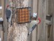 Red-bellied Woodpecker (Apr 19)