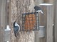 Dark-eyed Junco (Apr 14)