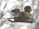 Yellow-rumped Warbler (Apr 19)