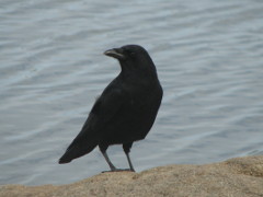 American Crow