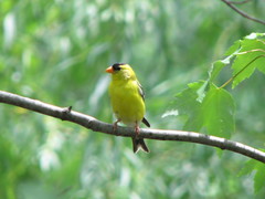 A male American Goldfinche