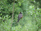 American Robin