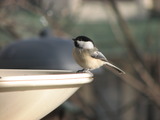 Black-capped Chickadee