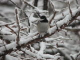 Black-capped Chickadee