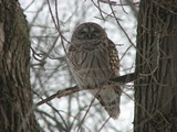 Barred Owl