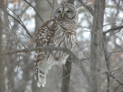 Barred Owl