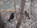 Brown-headed Cowbird