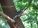 Blue Jay