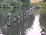 Brown-headed Gulls, Grey Heron, Great Cormorants, Mallards