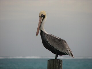 Brown Pelican