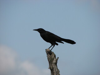 Boat-tailed Grackle