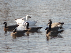 Cackling Goose and Ross's Goose