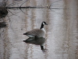 Canada Goose