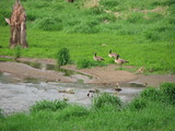 Canada Goose