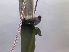 Common Gallinule