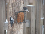 White-breasted Nuthatch and Dark-eyed Junco