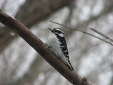 Downy Woodpecker