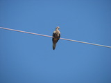 Eurasian Collared Dove