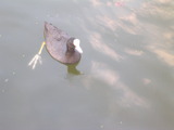 Eurasian Coot