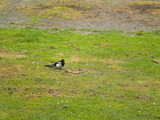 We saw this Eurasian Magpie in Copenhagen. (Jul 27, 2013: Frederiksberg Gardens, Copenhagen, Denmark)