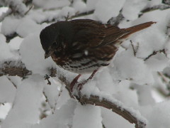 Fox Sparrow