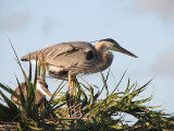 Great Blue Heron