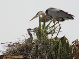 Great Blue Heron