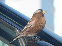 Gray-crowned Rosy-Finch