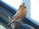 Gray-crowned Rosy-Finch