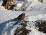 Gray-crowned Rosy-Finch