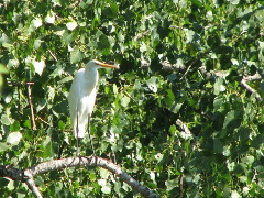 Great Egret