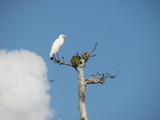 Great Egret