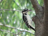 Hairy Woodpecker