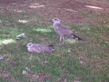 Herring Gulls