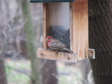 A male House Finch